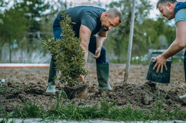 How Our Tree Care Process Works  in  Blackwood, NJ