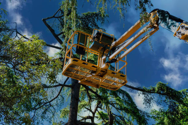 Professional Tree Care Services in Blackwood, NJ